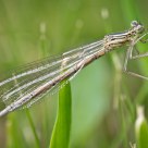 Damselfly