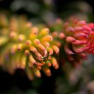 Fleurs