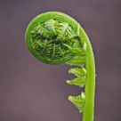 Sprouting Fern