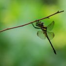 fishing of dragonfly