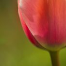 Tulipa Giganteum