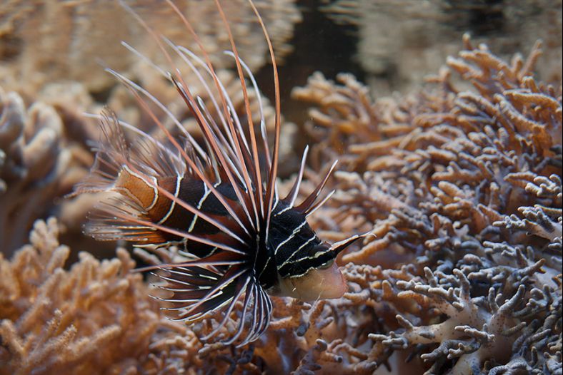 Radial Firefish