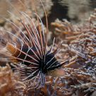Radial Firefish