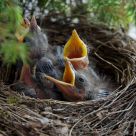 Hungry little blackbirds