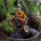 Little blackbirds in nest