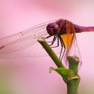 Pink dragonfly