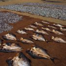 DRYING FISH, SRI LANKA