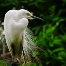Aigrette