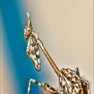 Empusa pennata