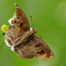 Brown butterfly