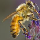 Honeybee at Work