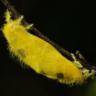 Mating