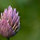 Ciboulette - Chive
