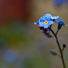 Fleurs des champs - Wildflowers