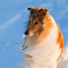 Unfettered wind
