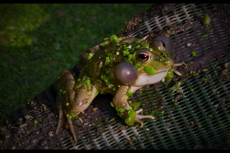 Frog