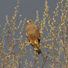 Sunbather