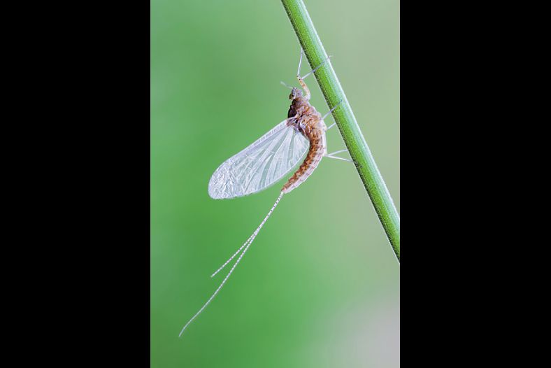 Ephemeroptera