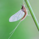 Ephemeroptera
