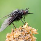 Bombylella atra