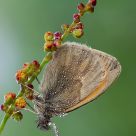 Coenonimpha pamphilus