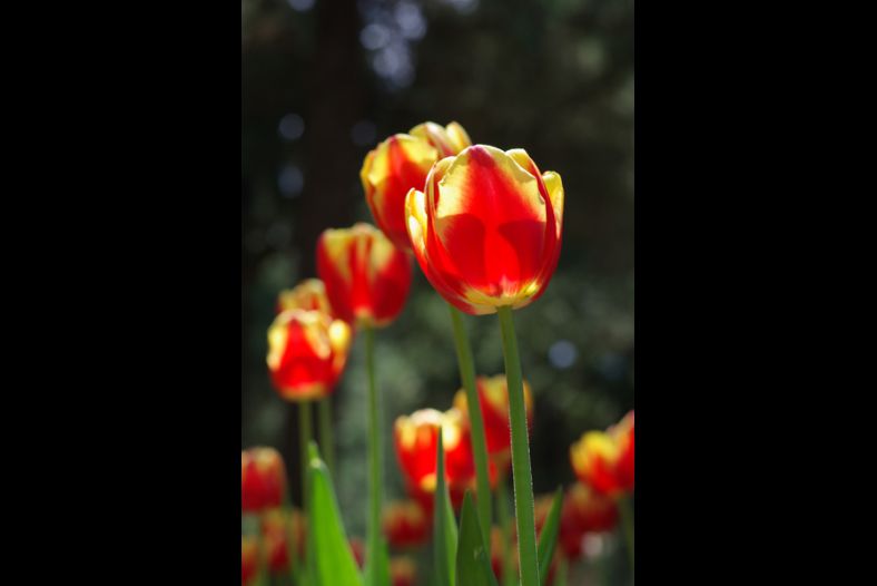 Tulip