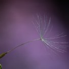 Dandelion Seed