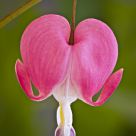 A Bleeding Heart...