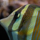 Red Sea Sailfin Tang