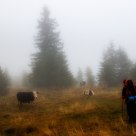 Foggy Days