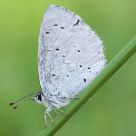 Celastrina argiolus