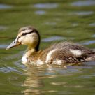 Duckling