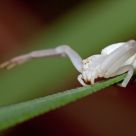 Crab Spider