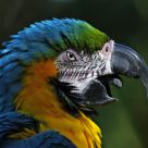 Parrot Head