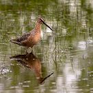 Dowitcher