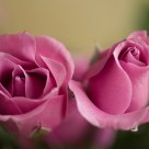 Rosy roses