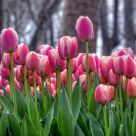 istanbul tulip festival