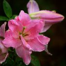 Flowers and Buds