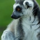Lonely Lemur