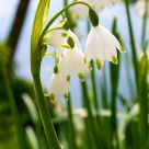 Snowdrops II