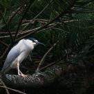 Black-crowned Night Heron