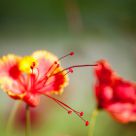 Stamen in-focus