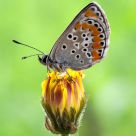 Lycaenidae