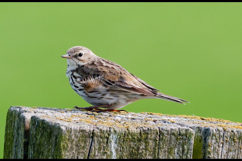 Meadow Pipit
