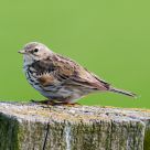 Meadow Pipit