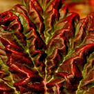 Pattern of a Leaf