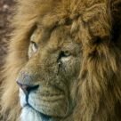 Proud Lion