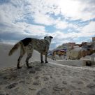 Dog Watch