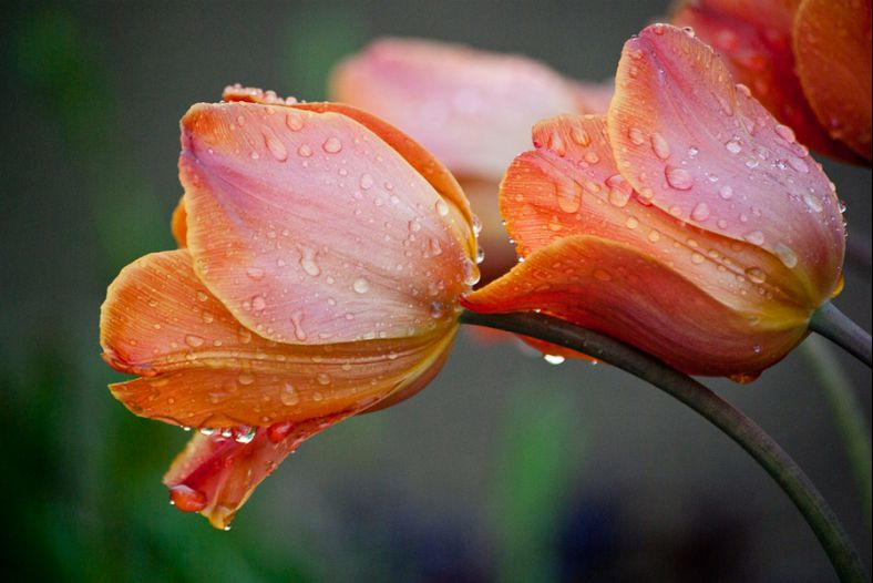 Tulips
