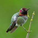 Anna's Hummingird